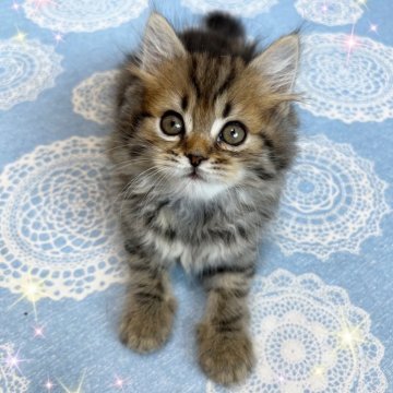 スコティッシュフォールド(立ち耳)【北海道・男の子・2025年7月4日・ブラウンタビー】の写真「可愛い男の子❤️」