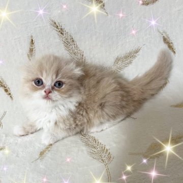スコティッシュフォールド【北海道・女の子・2024年11月9日・クリーム&ホワイト（ふわふわ）】の写真「ふわふわで可愛い子💕」