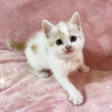 スコティッシュフォールド(立ち耳)【北海道・男の子・2025年7月4日・クリーム&ホワイト】の写真「可愛い男の子💕」