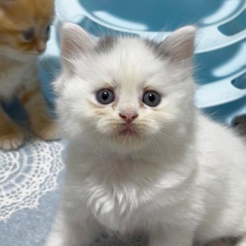 スコティッシュフォールド(立ち耳)【北海道・男の子・2025年7月4日・ブルー&ホワイト】の写真「ぶさ可愛い男の子💕」