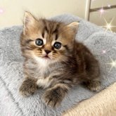 スコティッシュフォールド(立ち耳)