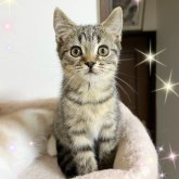 スコティッシュフォールド(立ち耳)