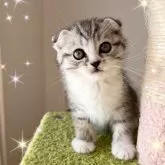 スコティッシュフォールド(折れ耳)