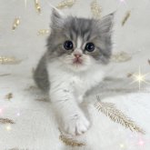 スコティッシュフォールド(立ち耳)