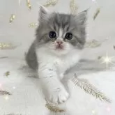 スコティッシュフォールド(立ち耳)