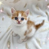 スコティッシュフォールド(立ち耳)