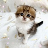 スコティッシュフォールド(折れ耳)