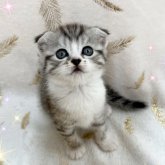 スコティッシュフォールド(折れ耳)