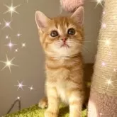 スコティッシュフォールド(立ち耳)