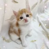 スコティッシュフォールド(立ち耳)