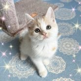 スコティッシュフォールド(立ち耳)