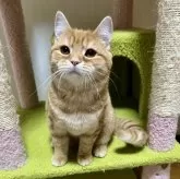 スコティッシュフォールド(立ち耳)