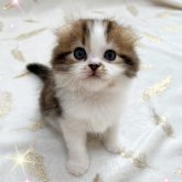 スコティッシュフォールド(折れ耳)