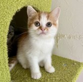 スコティッシュフォールド(立ち耳)