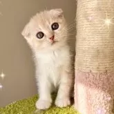 スコティッシュフォールド(折れ耳)