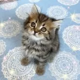 スコティッシュフォールド(立ち耳)【北海道・男の子・2025年7月4日・ブラウンタビー】の写真2