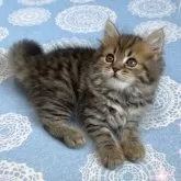 スコティッシュフォールド(立ち耳)【北海道・男の子・2025年7月4日・ブラウンタビー】の写真4