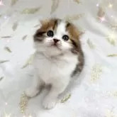 スコティッシュフォールド(折れ耳)【北海道・男の子・2025年8月29日・ブラウンタビー&ホワイト】の写真5