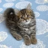 スコティッシュフォールド(立ち耳)【北海道・男の子・2025年7月4日・ブラウンタビー】の写真6