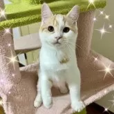 スコティッシュフォールド(立ち耳)【北海道・男の子・2025年7月4日・クリーム&ホワイト】の写真6