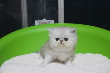 ペルシャ(チンチラ)【埼玉県・男の子・2015年3月23日・シェーデッドシルバー】の写真「」