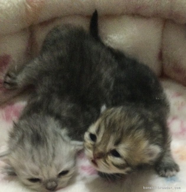 鈴木奈穂子ブリーダーのブログ：8日目