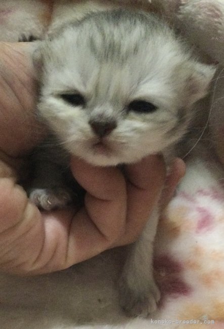 鈴木奈穂子ブリーダーのブログ：9日目