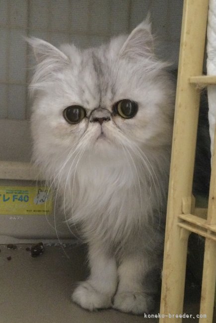 鈴木奈穂子ブリーダーのブログ：10日目