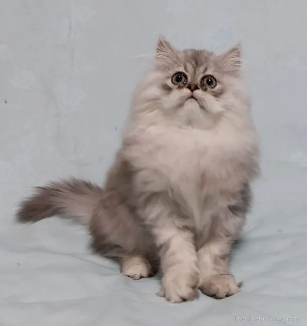 ID:2204-01111の子猫