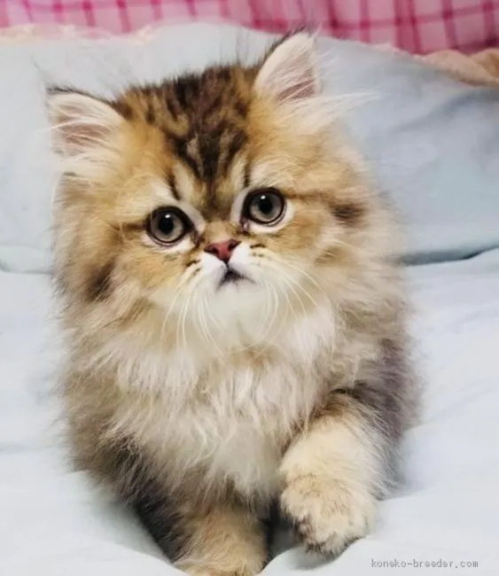 ID:2102-01153の子猫