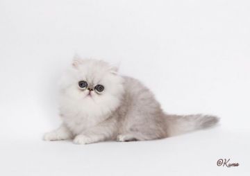 ペルシャ(チンチラ)【埼玉県・男の子・2018年4月21日・シェーデッドシルバー（細くて柔らか）】の写真「人懐っこく、とても元気な子です。」