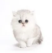 ペルシャ(チンチラ)【埼玉県・女の子・2020年10月23日・シェーデッドシルバー】の写真1