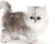 ペルシャ(チンチラ)【埼玉県・女の子・2020年7月19日・シェーデッドシルバー】の写真1