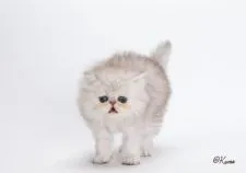 ペルシャ(チンチラ)【埼玉県・男の子・2018年8月27日・シェーデッドシルバー】の写真2「10/08 いろはＢＯＹ」