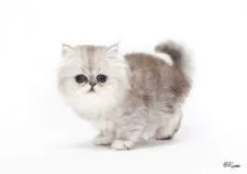 ペルシャ(チンチラ)【埼玉県・女の子・2020年7月19日・シェーデッドシルバー】の写真3