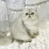 ペルシャ(チンチラ)【埼玉県・女の子・2021年4月19日・シェーデッドシルバー】の写真3