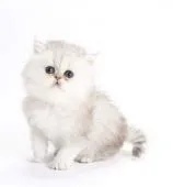 ペルシャ(チンチラ)【埼玉県・女の子・2020年10月23日・シェーデッドシルバー】の写真4