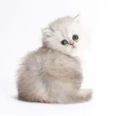 ペルシャ(チンチラ)【埼玉県・女の子・2020年10月23日・シェーデッドシルバー】の写真5