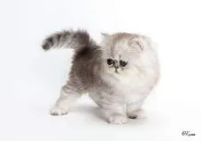 ペルシャ(チンチラ)【埼玉県・女の子・2020年7月19日・シェーデッドシルバー】の写真5