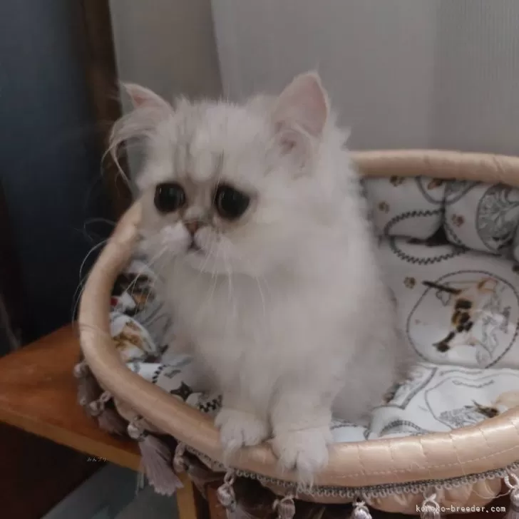 ID：2503-02935の子猫