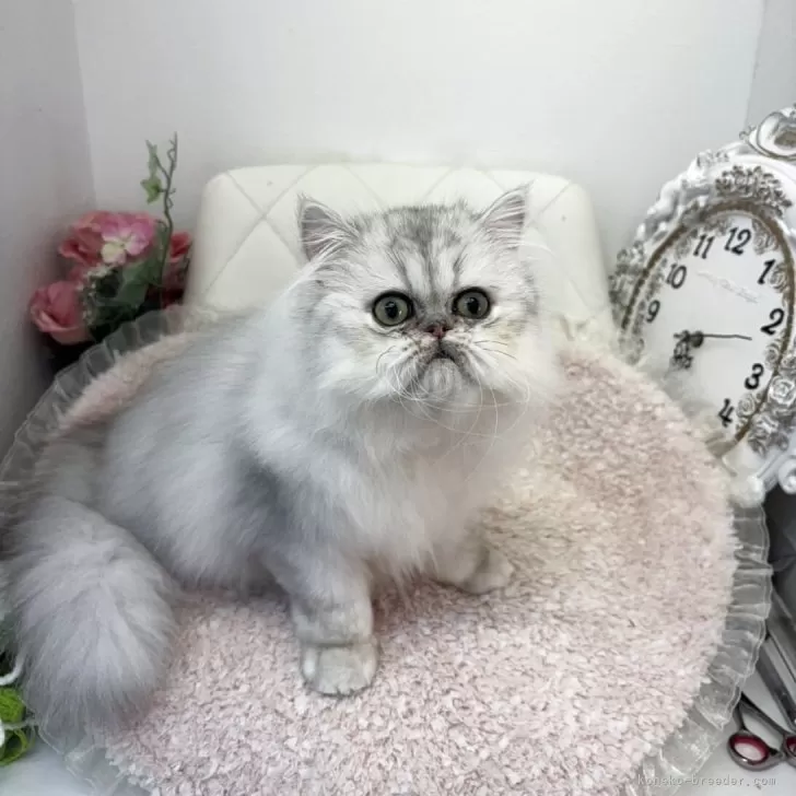 ID：2503-02943の子猫