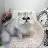 ペルシャ(チンチラ)【埼玉県・男の子・2024年11月24日・シェーデッドシルバー】の写真1「femme fatale Mashiro  真白　キャットグルーマ協会にて撮影」