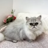 ペルシャ(チンチラ)