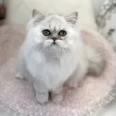ペルシャ(チンチラ)