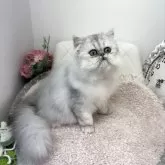 ペルシャ(チンチラ)【埼玉県・男の子・2024年11月24日・シェーデッドシルバー】の写真2