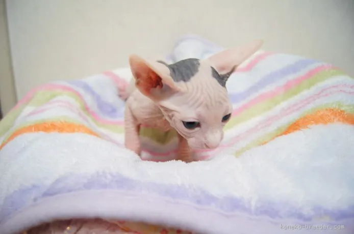 ID：1511-00304の子猫