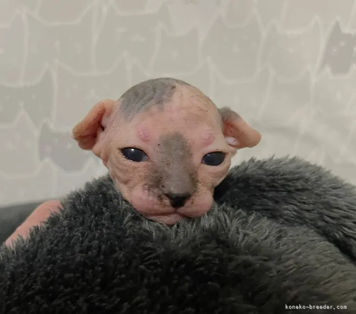 ID:2106-00561の子猫