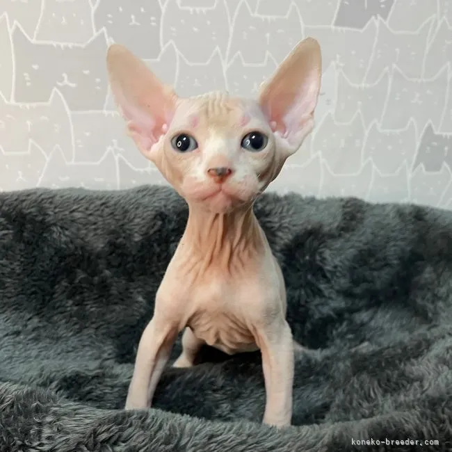ID:2112-01941の子猫