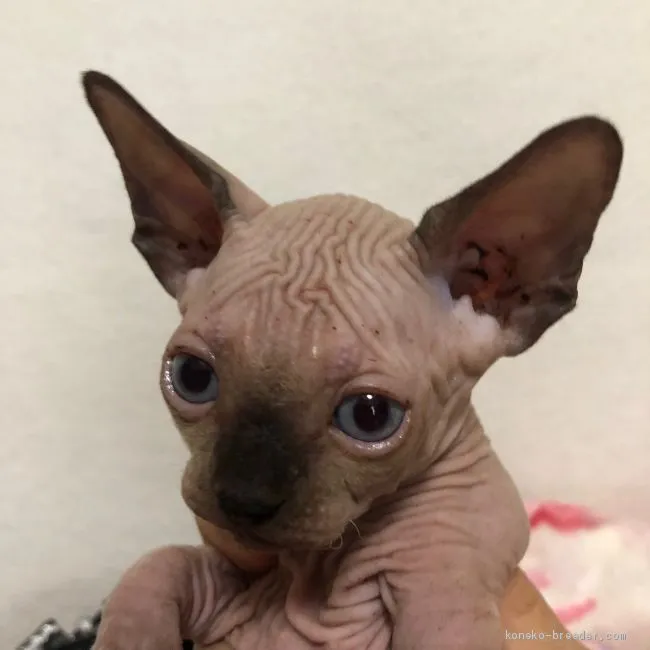 ID:1906-00751の子猫