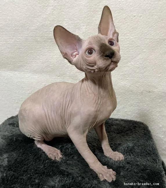 ID:2011-00544の子猫